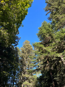 Séance émotionnelle et EFT